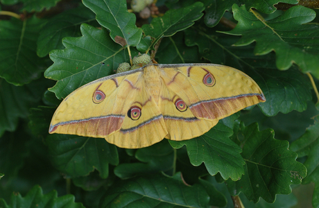 Japanischer Eichenseidenspinner (Antheraea yamamai ) - © Leo Kuzmits